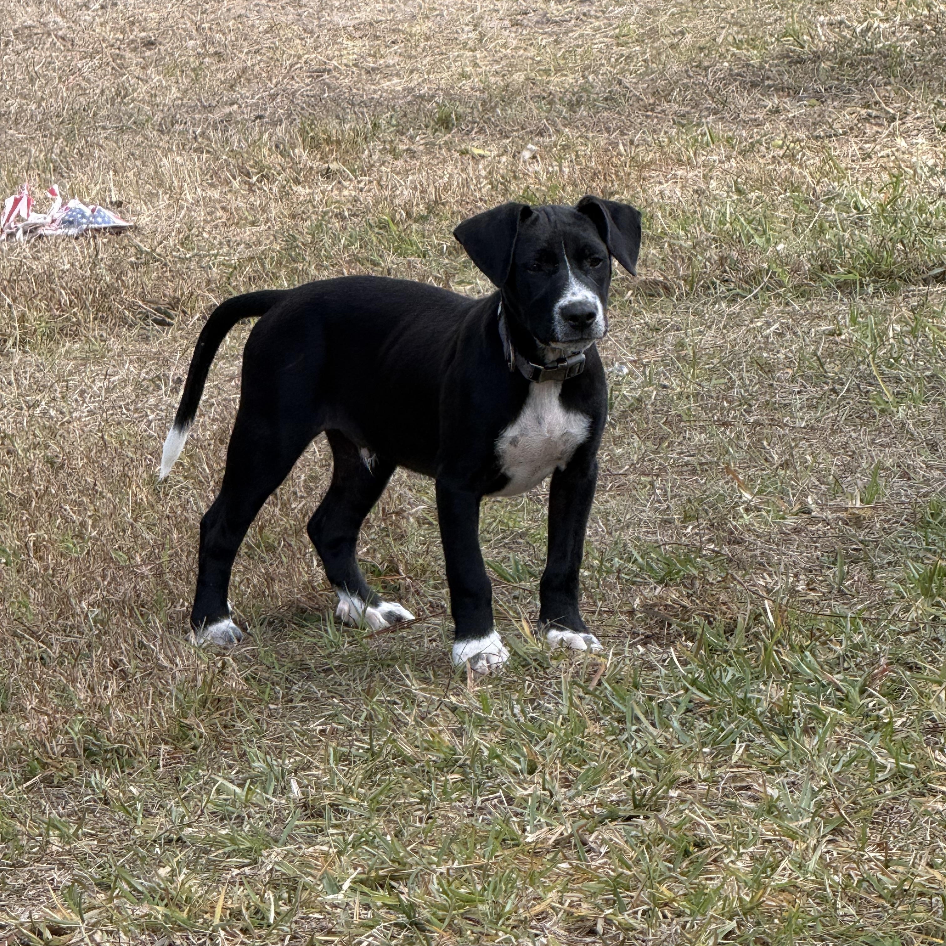 Enlarge Rune, a ADOPTABLE mixed breed in Palm Bay, FL image 4/6