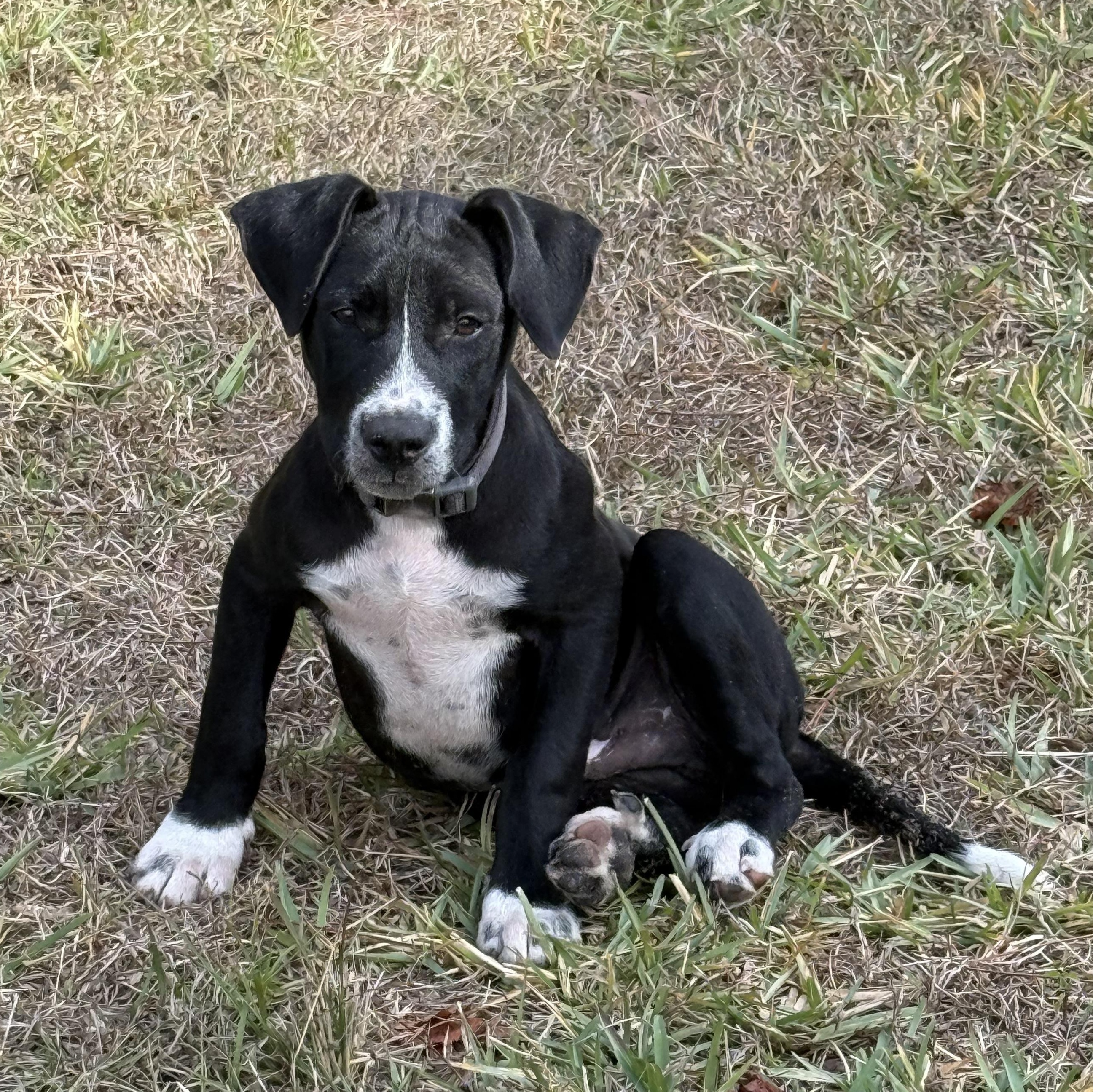 Enlarge Rune, a ADOPTABLE mixed breed in Palm Bay, FL image 6/6