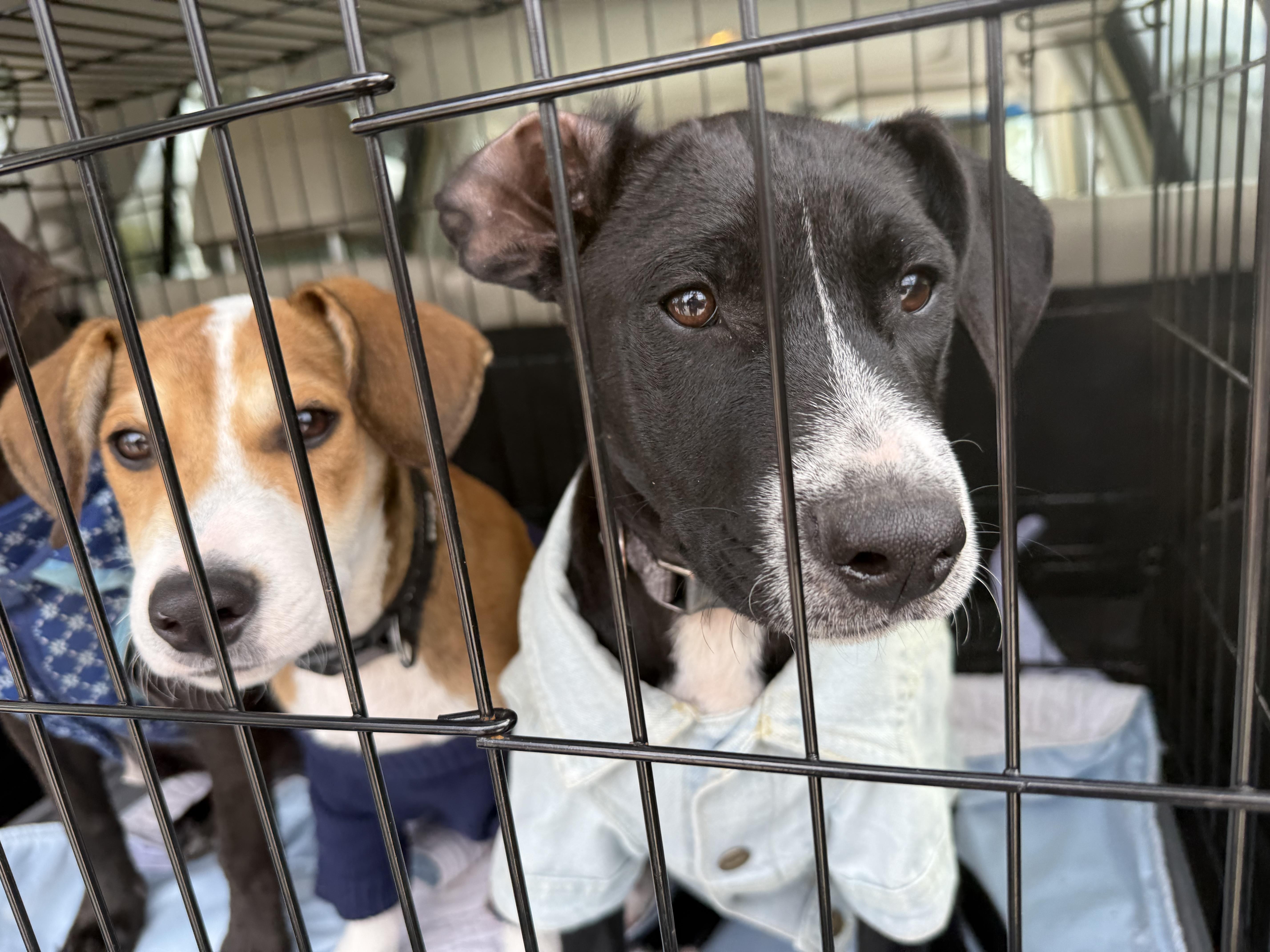 Enlarge Rune, a ADOPTABLE mixed breed in Palm Bay, FL image 3/6