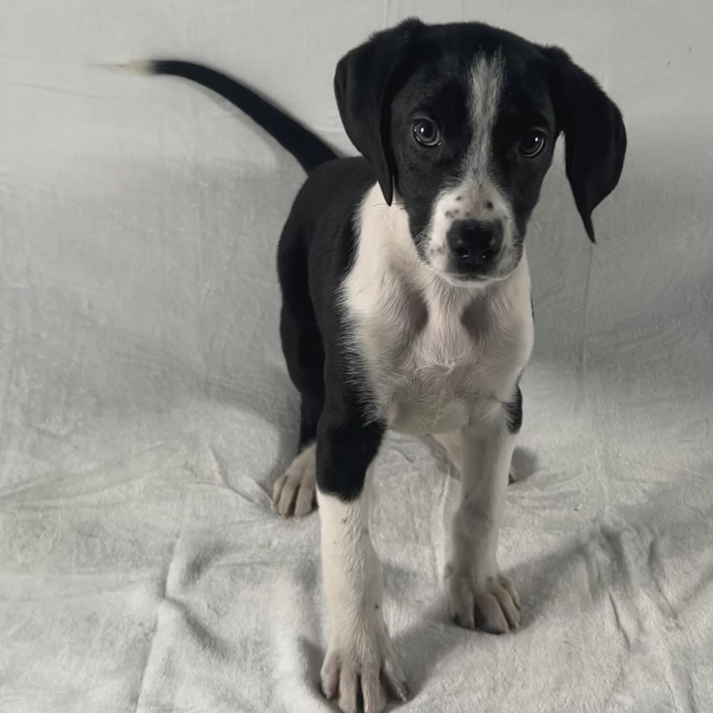 Amy Poehler, Adoptable, Puppy Female Retriever.