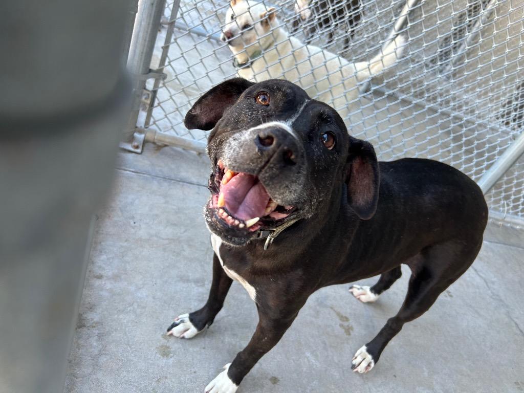 Jade, Adoptable, Senior Female Pit Bull Terrier.