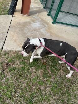 Enlarge Bubblegum15093 (RESCUED), a other mixed breed in Rocky Mount, NC image 3/4