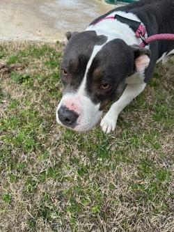 Enlarge Bubblegum15093 (RESCUED), a other mixed breed in Rocky Mount, NC image 4/4