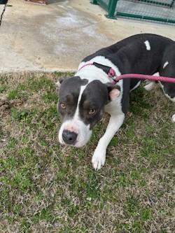 Enlarge Bubblegum15093 (RESCUED), a other mixed breed in Rocky Mount, NC image 2/4