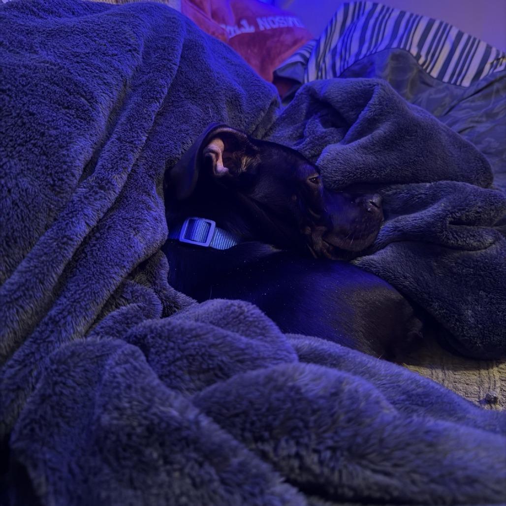 Buck, Adoptable, Young Male Mixed Breed.