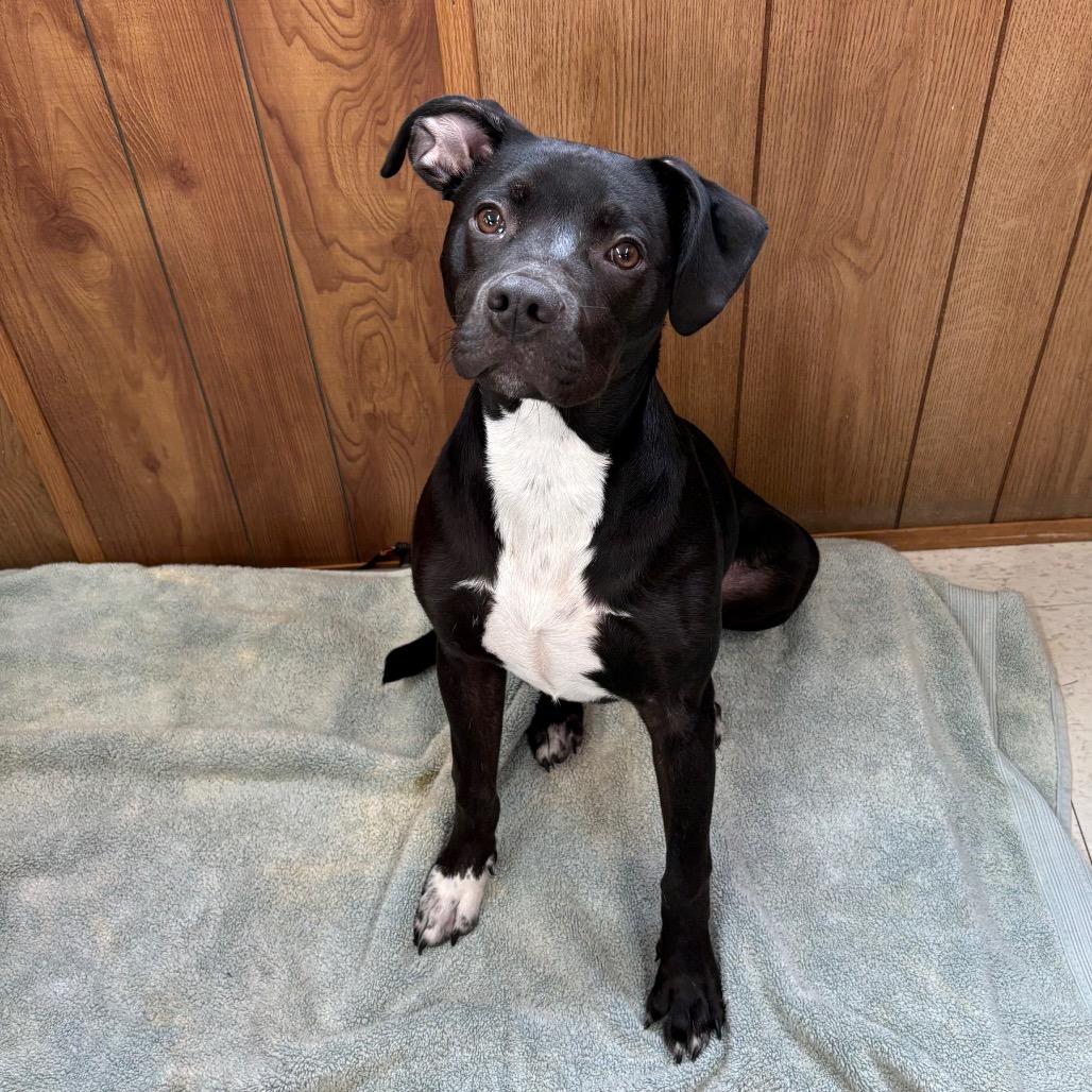 Buck, Adoptable, Young Male Mixed Breed.