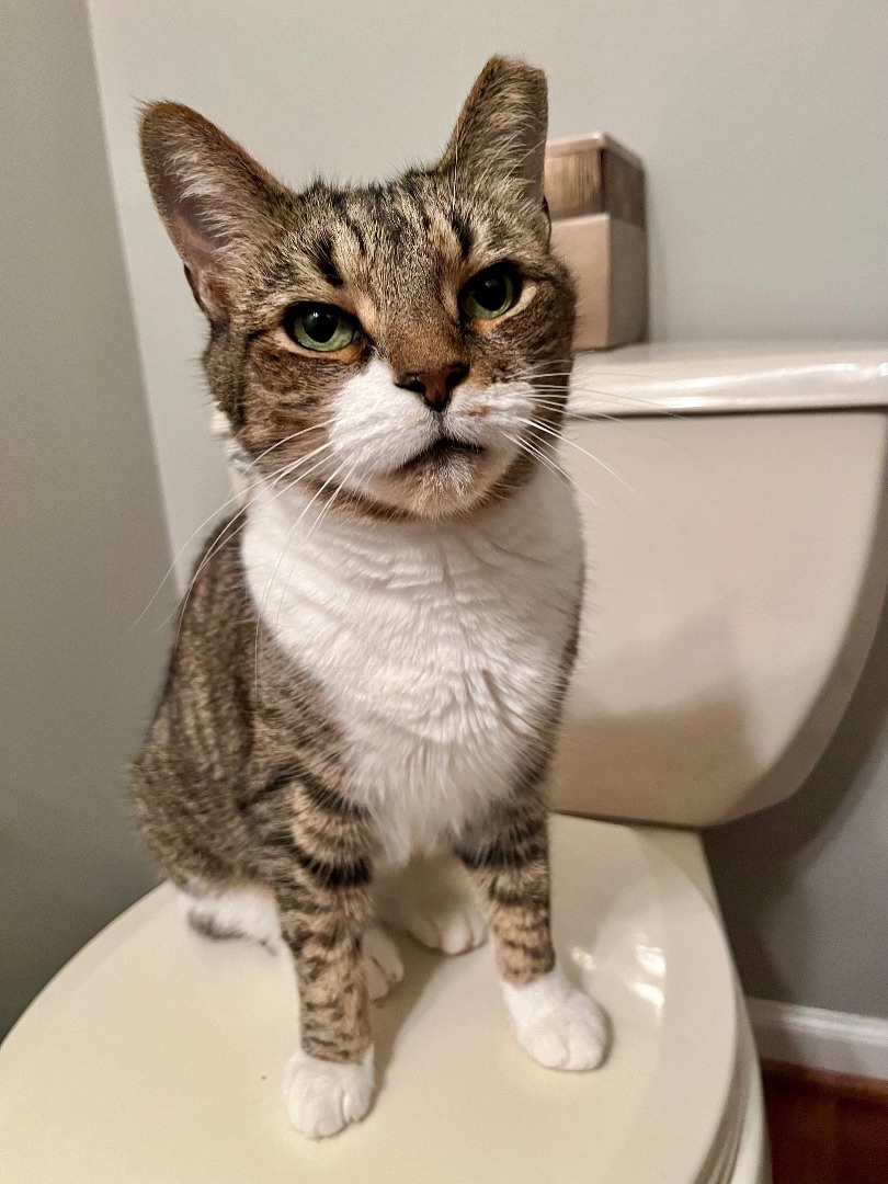 Alice, Adopted, Adult Female Domestic Short Hair.