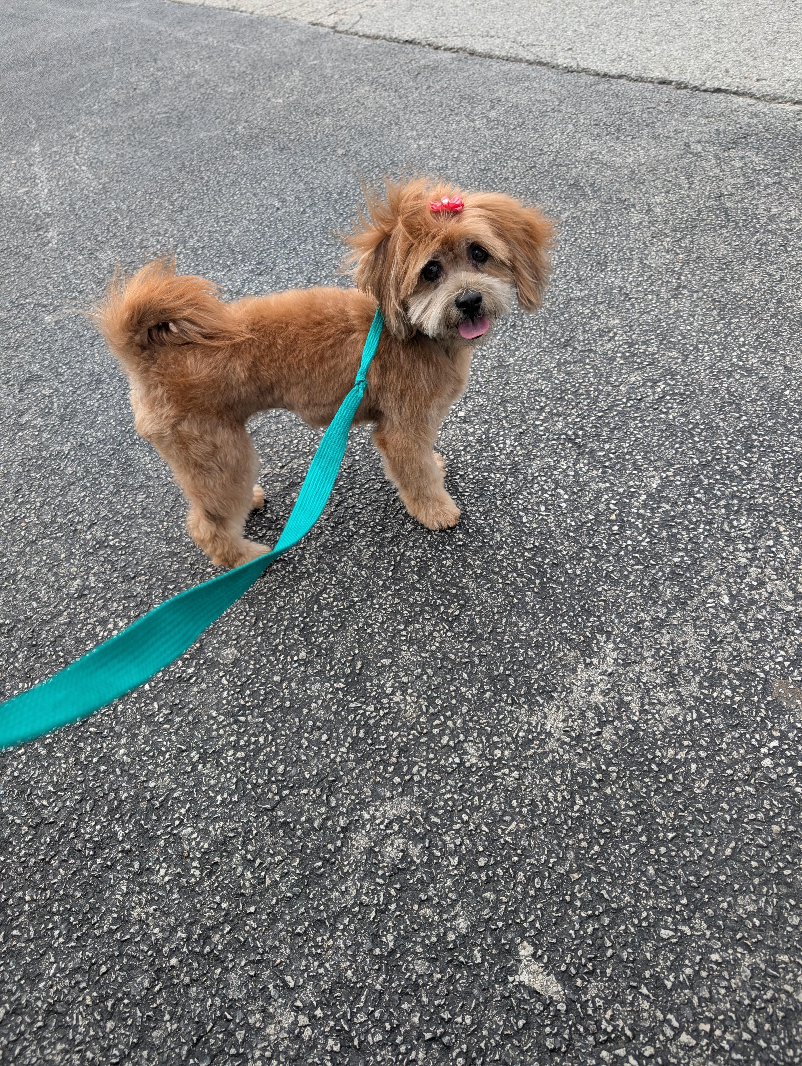 Enlarge Coco (ADOPTION PENDING), a ADOPTABLE Shih Tzu in Homer Glen, IL image 3/3