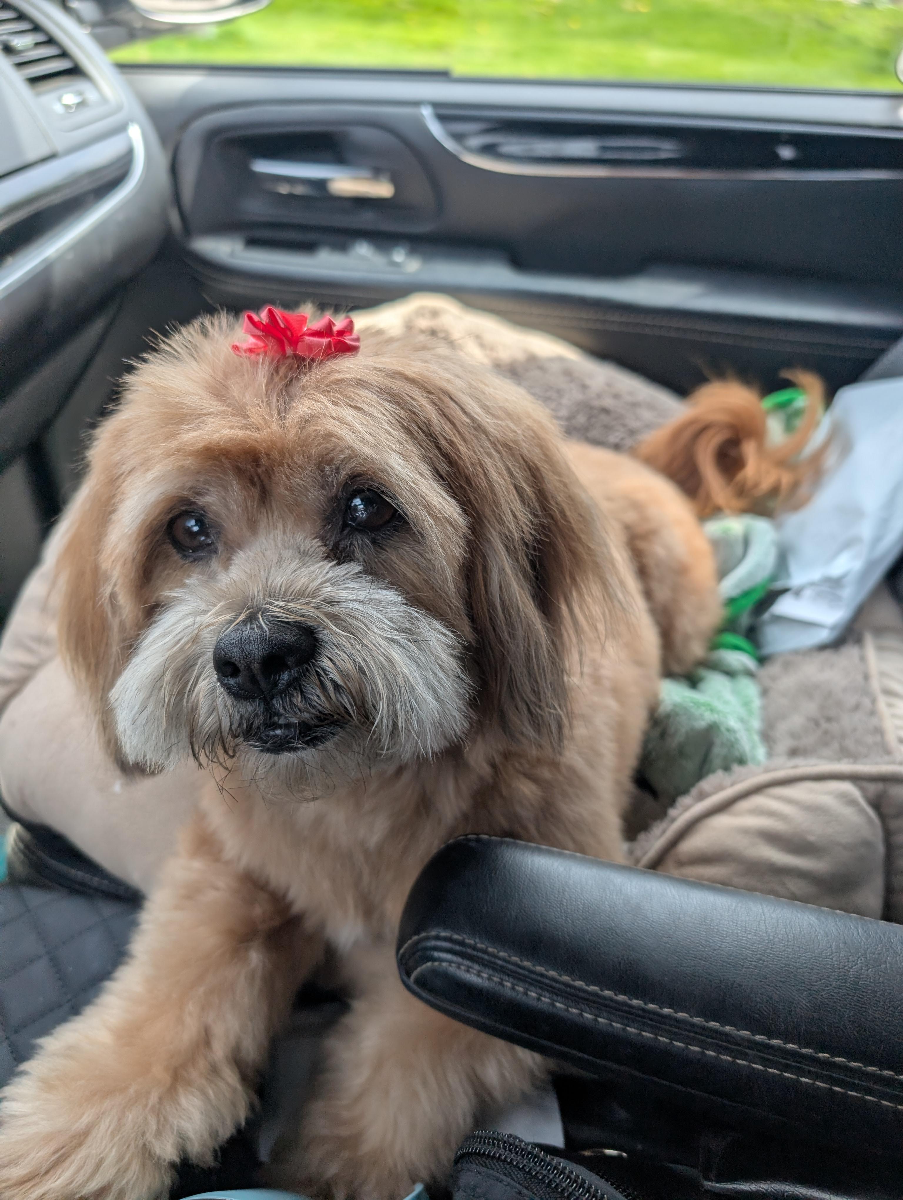 Coco (ADOPTION PENDING), ADOPTABLE, Adult Female Shih Tzu.