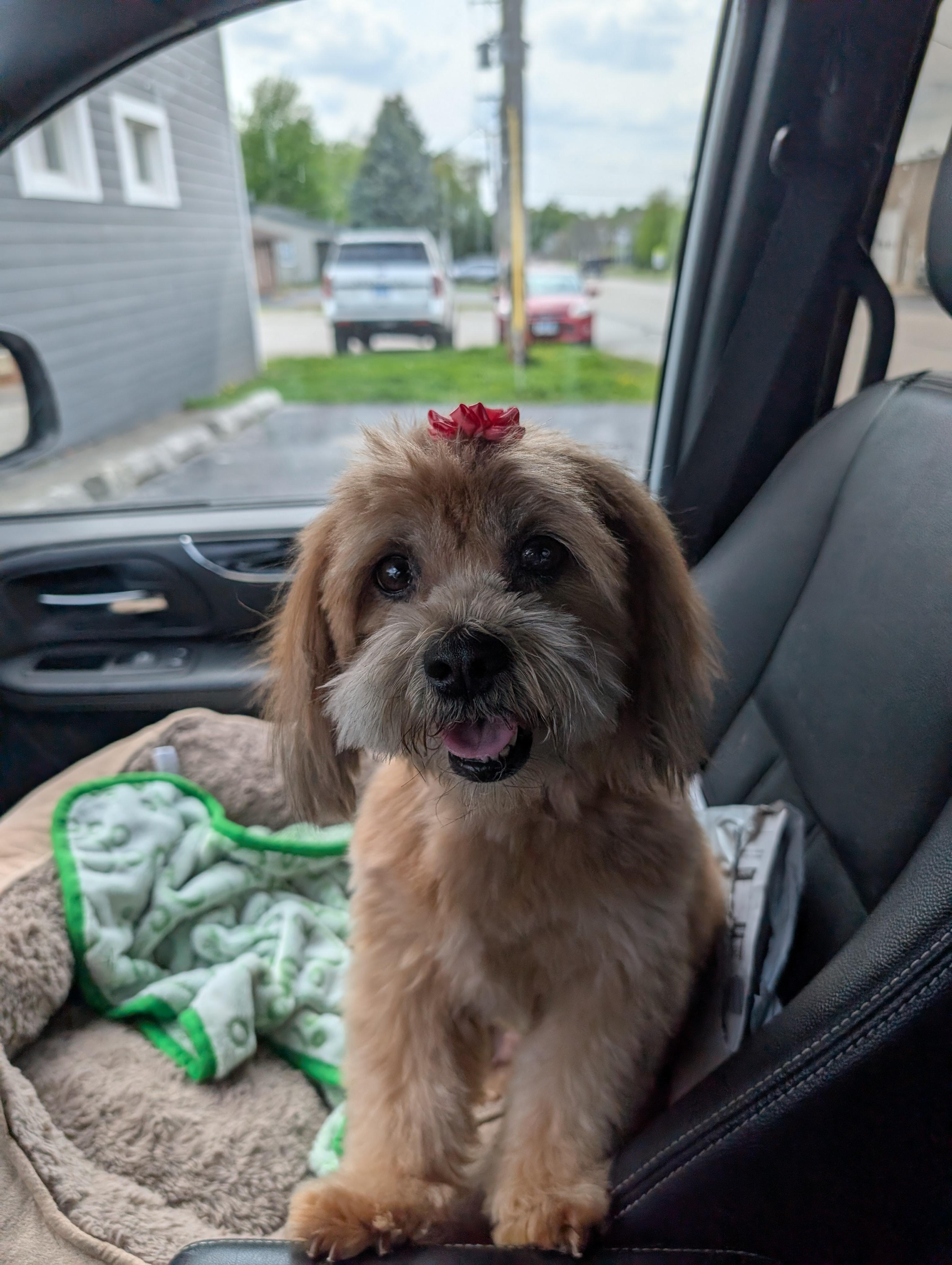 Enlarge Coco (ADOPTION PENDING), a ADOPTABLE Shih Tzu in Homer Glen, IL image 2/3