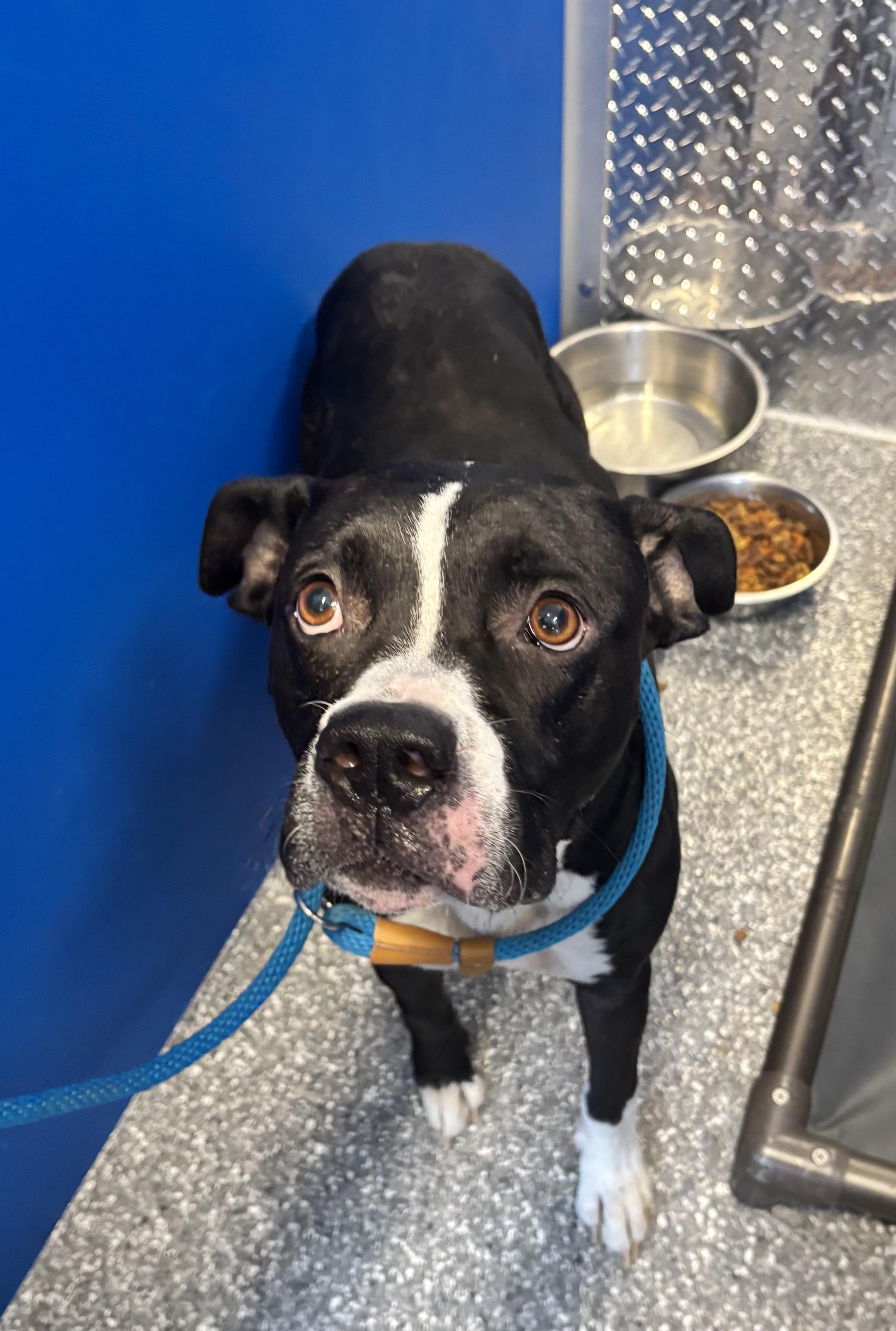 Cade, Adopted, Young Male Boxer & Mixed Breed.