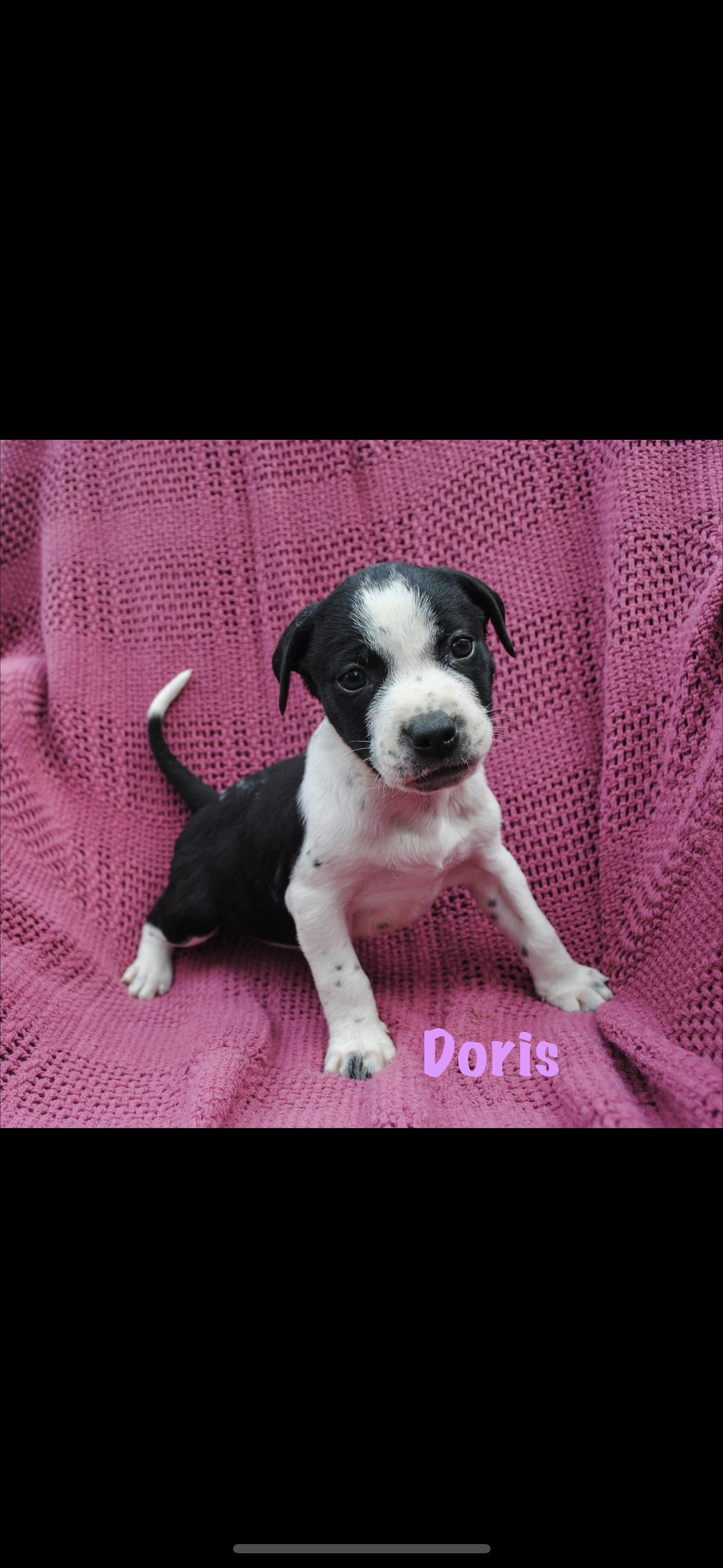 Doris, Adoptable, Puppy Female American Staffordshire Terrier.