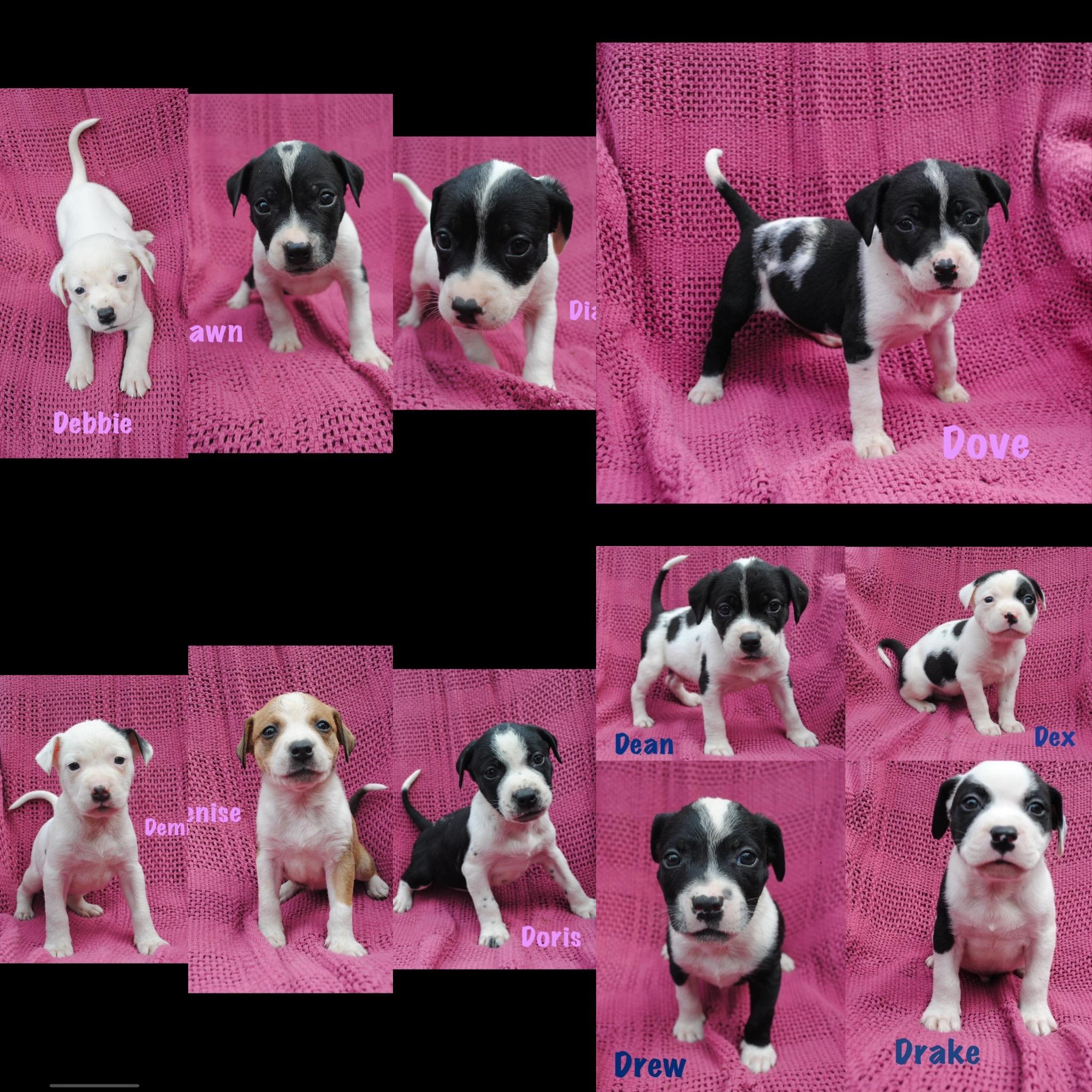 Enlarge Doris, a Adoptable mixed breed in seaside heights, NJ image 2/2