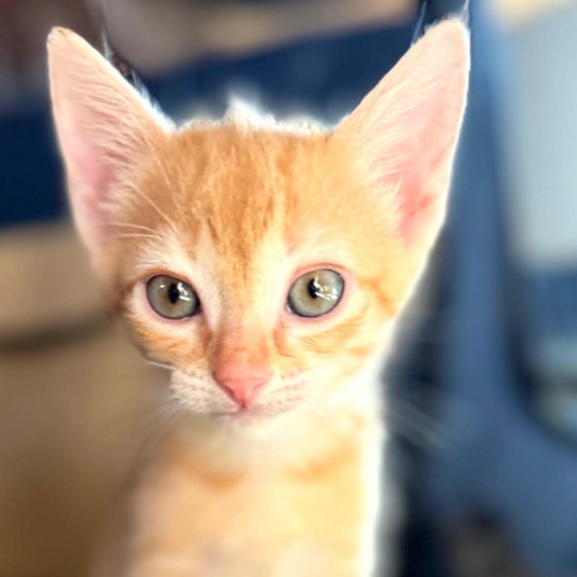Enlarge Tred, an adoptable mixed breed in Bulverde, TX image 1/6