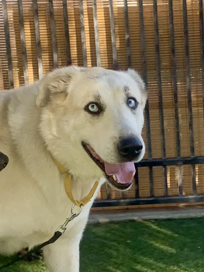 Enlarge Cloud, a ADOPTABLE mixed breed in Grass Valley, CA image 1/6
