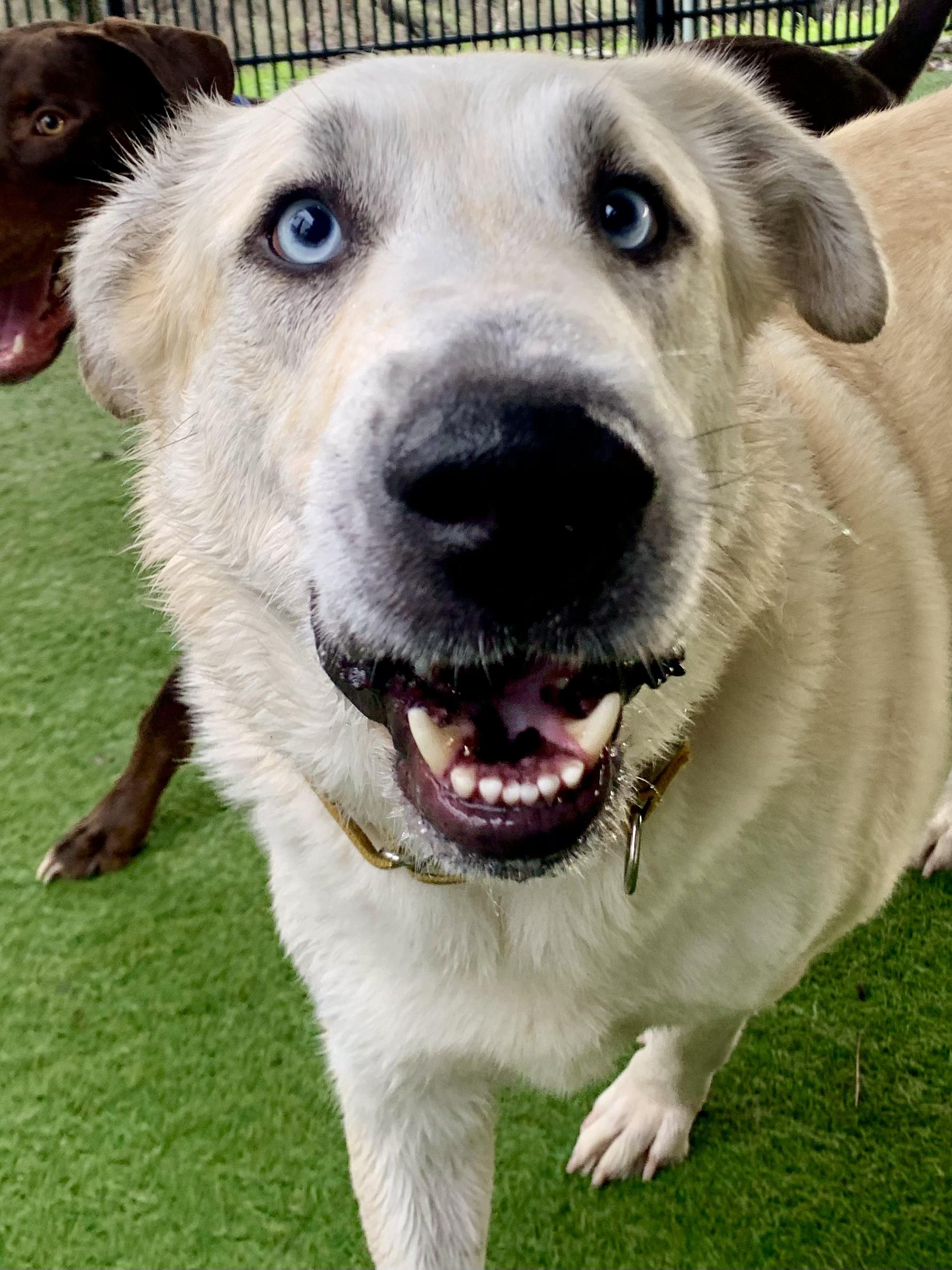 Enlarge Cloud, an adoptable mixed breed in Grass Valley, CA image 6/6