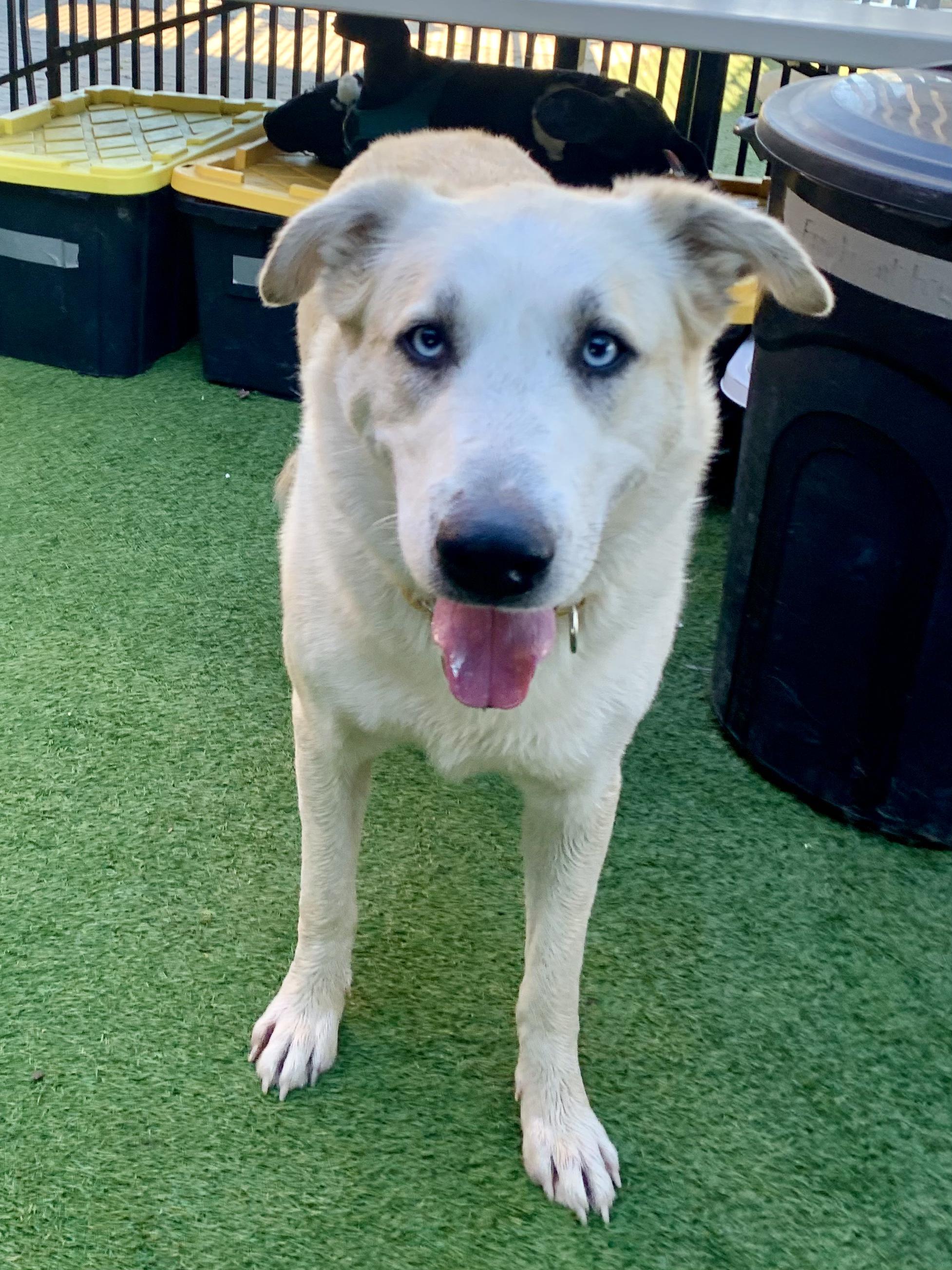 Enlarge Cloud, a ADOPTABLE mixed breed in Grass Valley, CA image 2/6