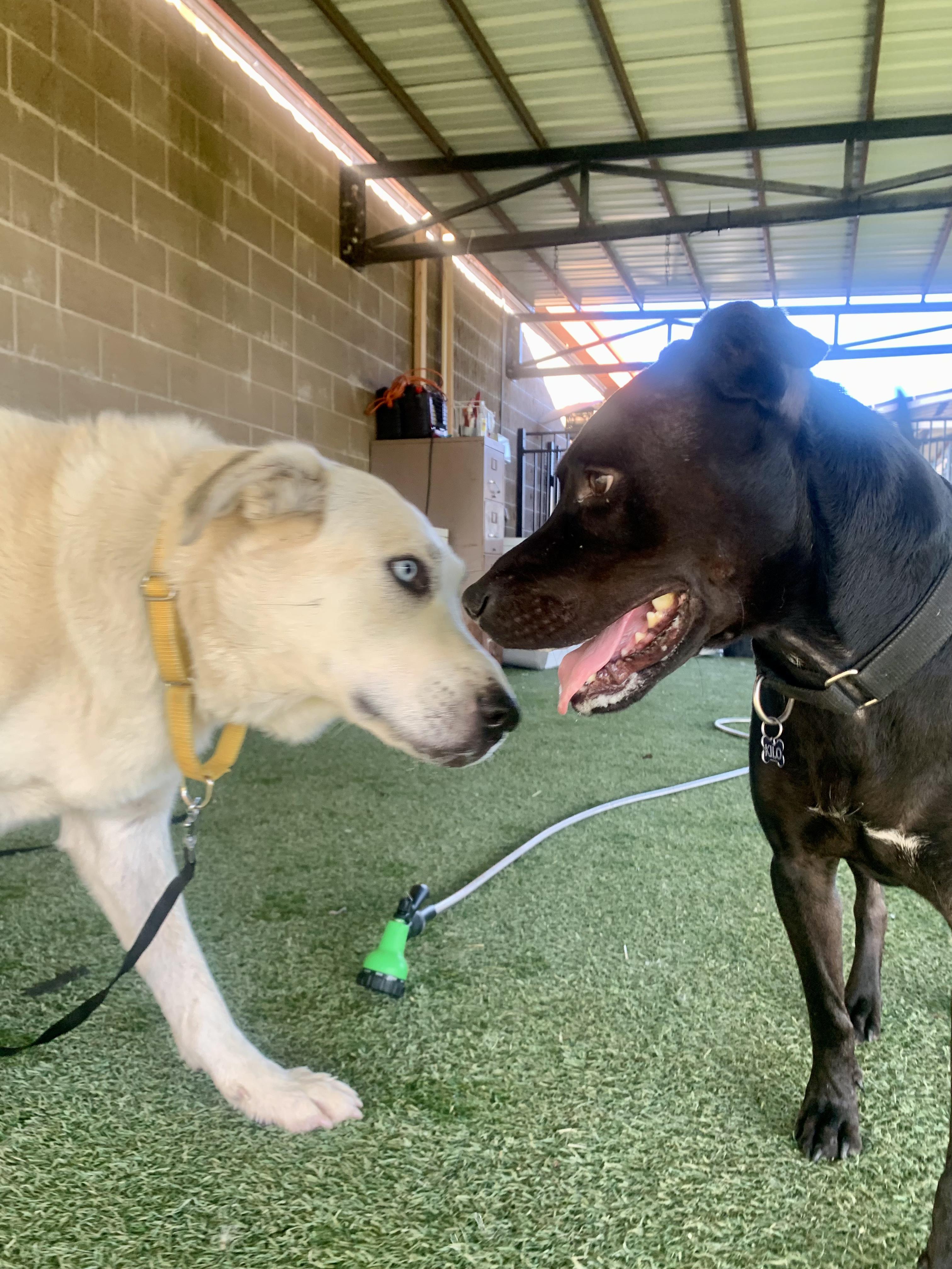 Enlarge Cloud, a ADOPTABLE mixed breed in Grass Valley, CA image 4/6