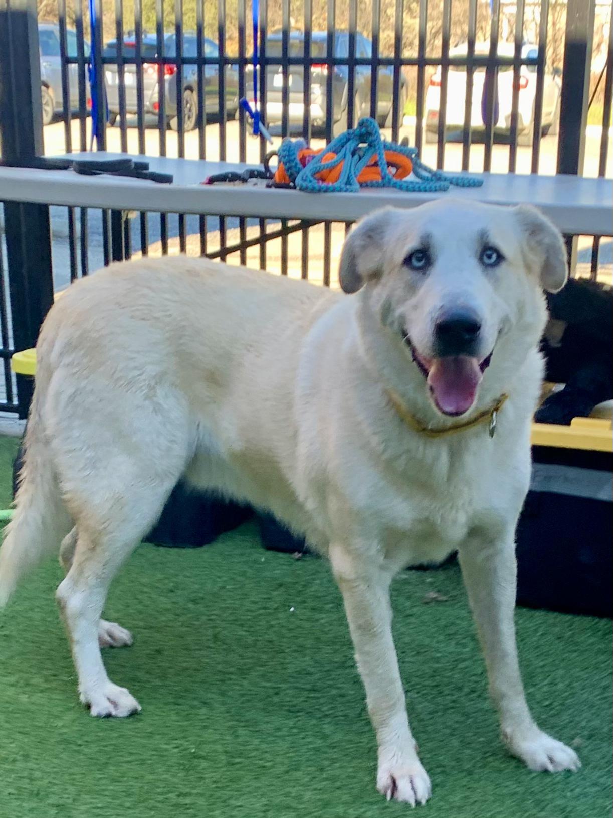 Enlarge Cloud, a ADOPTABLE mixed breed in Grass Valley, CA image 5/6