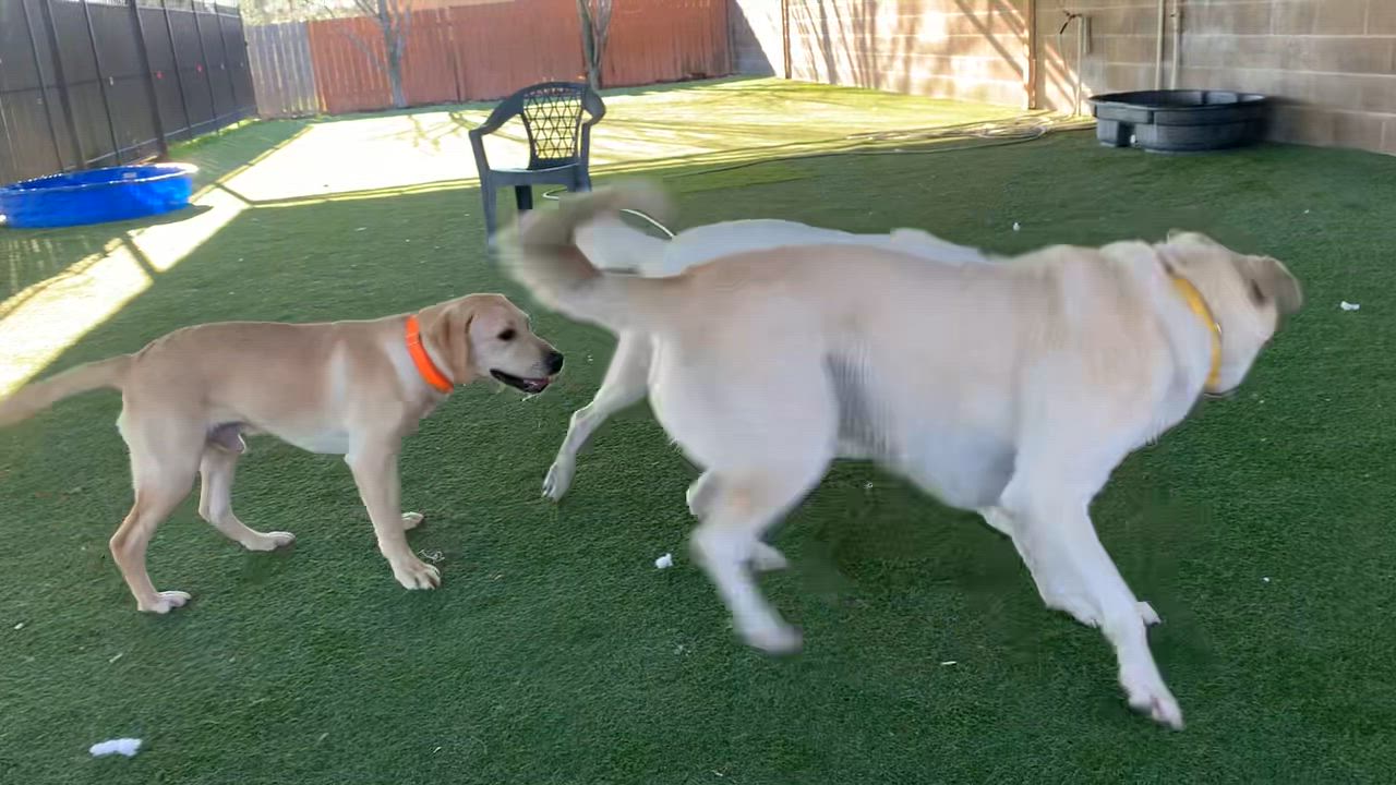 Enlarge Cloud, a ADOPTABLE mixed breed in Grass Valley, CA video 6/6