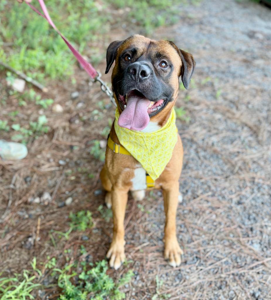 Buck, Adoptable, Adult Male Mixed Breed.