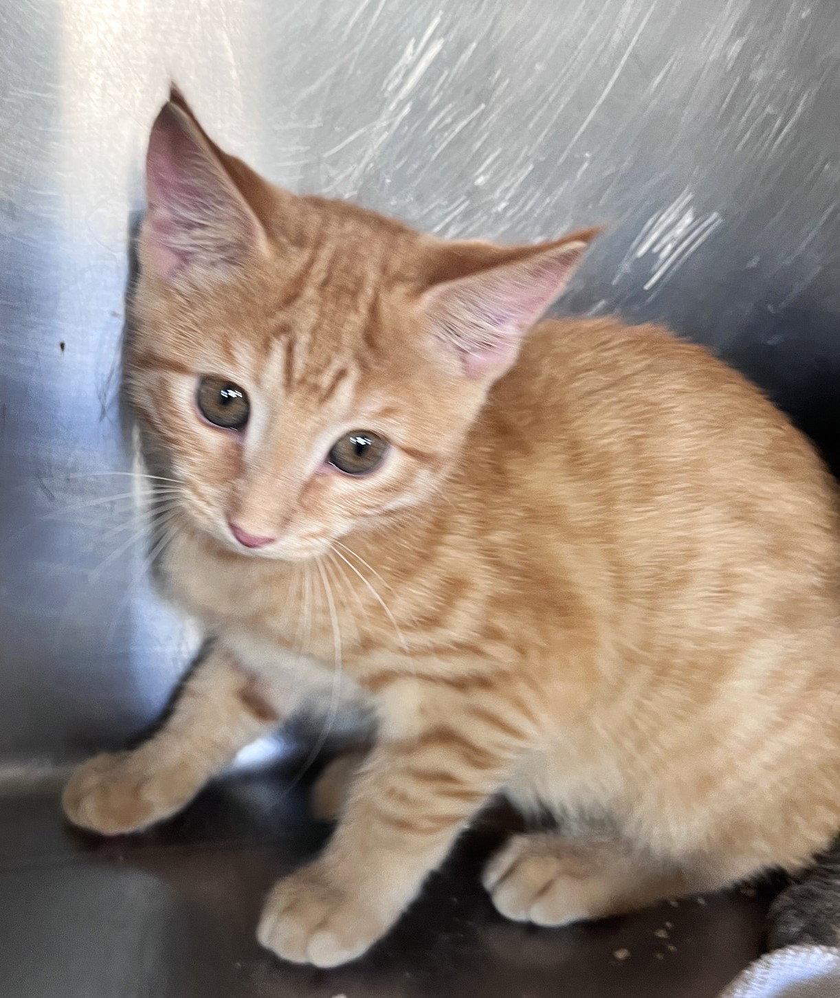 Enlarge Betsy, a Adoptable Tabby in Carrollton, GA image 1/3