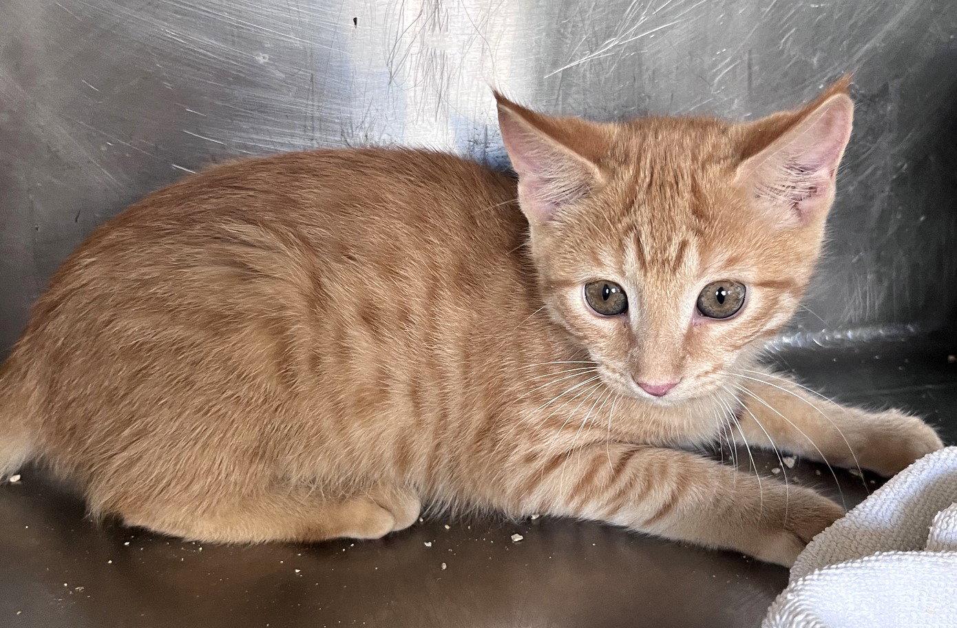 Enlarge Betsy, a Adoptable Tabby in Carrollton, GA image 2/3