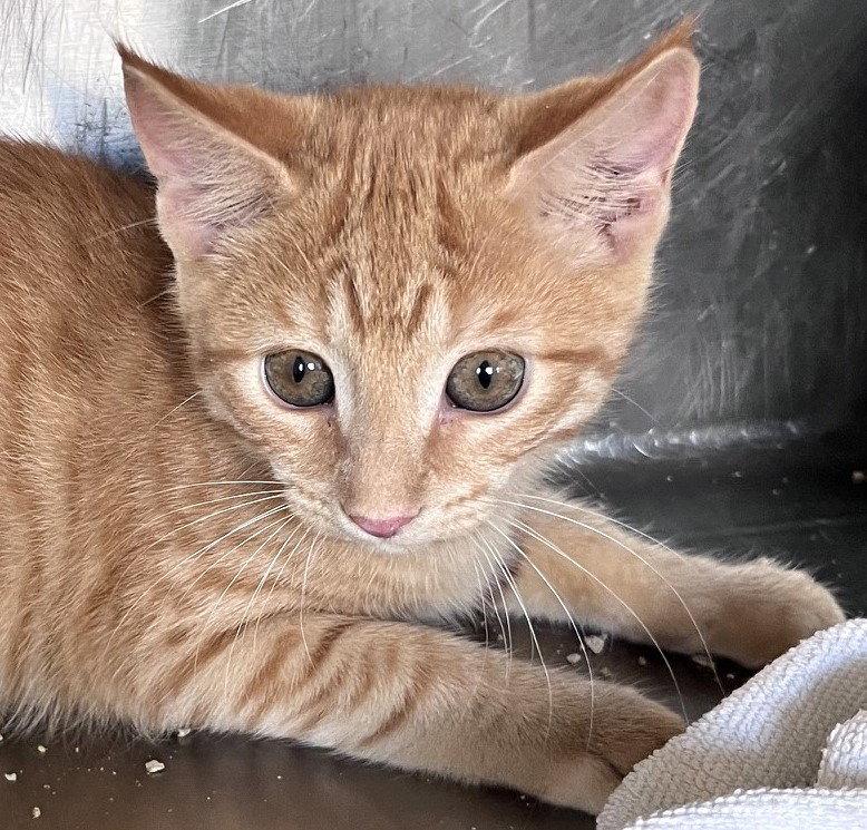 Enlarge Betsy, a Adoptable Tabby in Carrollton, GA image 3/3
