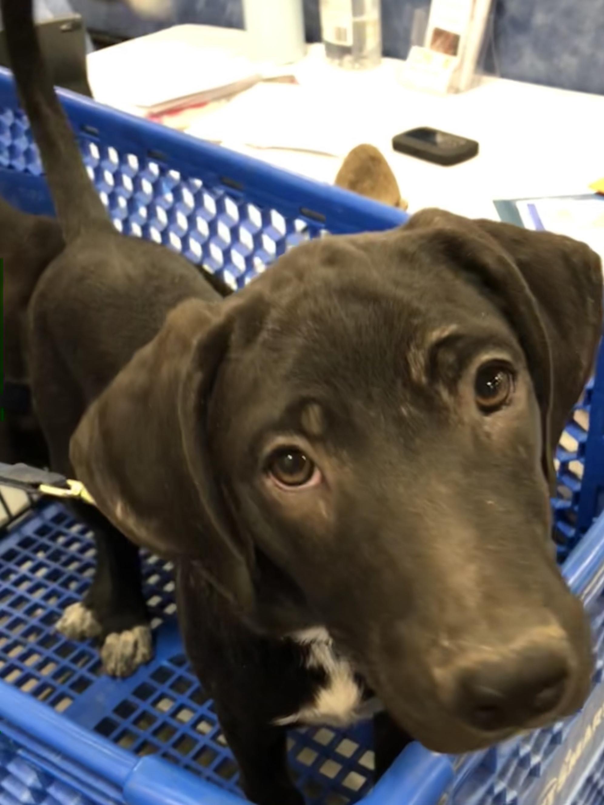 Enlarge Remi, a Adoptable mixed breed in Tucson, AZ image 2/2
