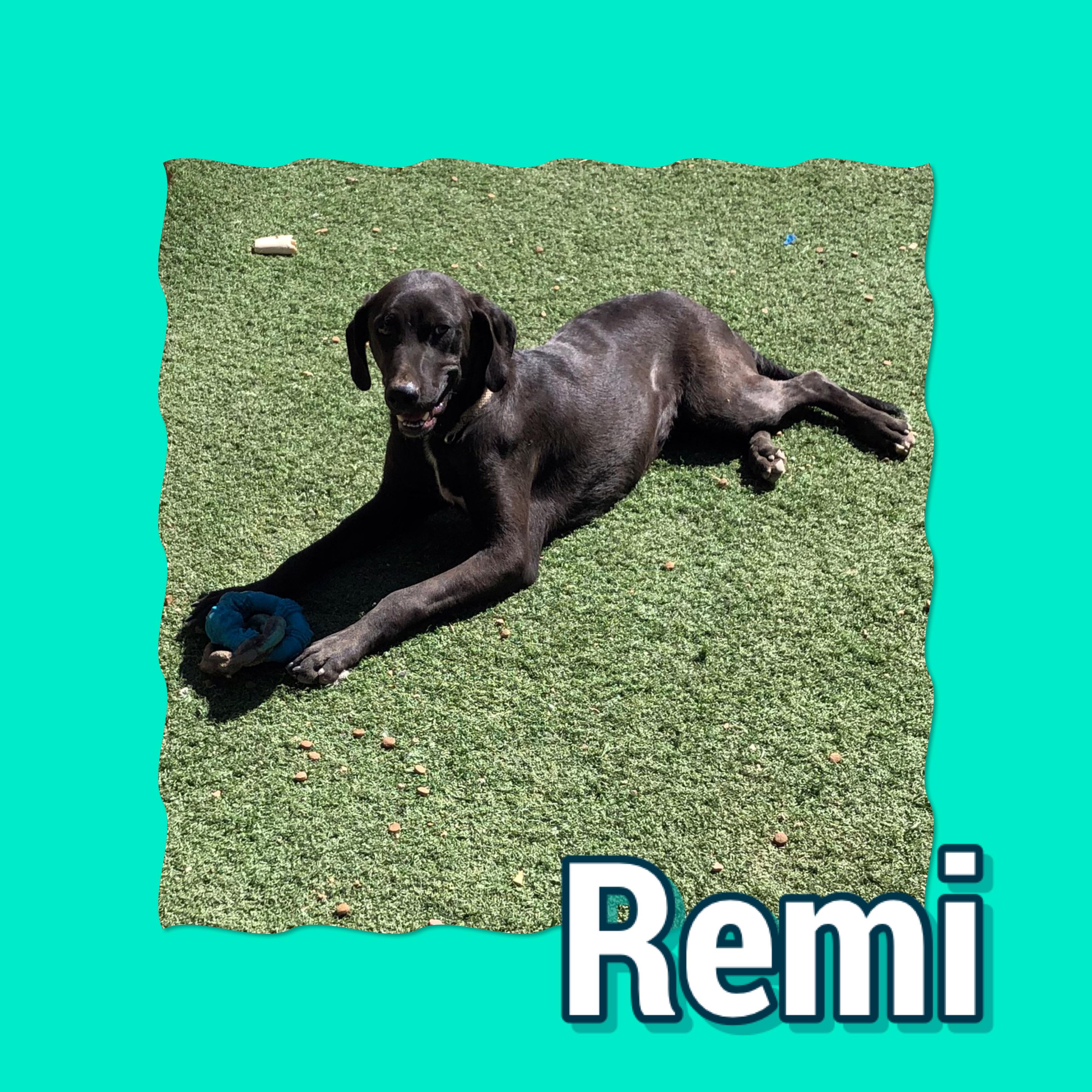 Enlarge Remi, a Adoptable mixed breed in Tucson, AZ image 1/2