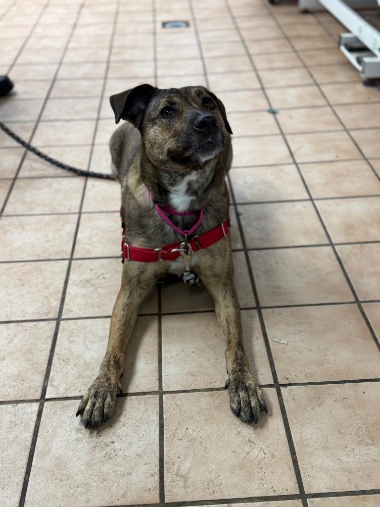 Coco, Adoptable, Adult Female Mixed Breed.