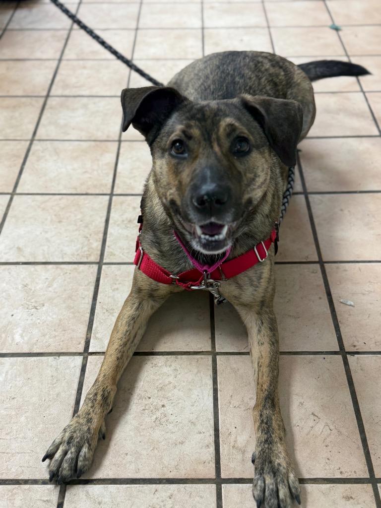 Enlarge Coco, a Adoptable mixed breed in Hyde Park, NY image 2/4