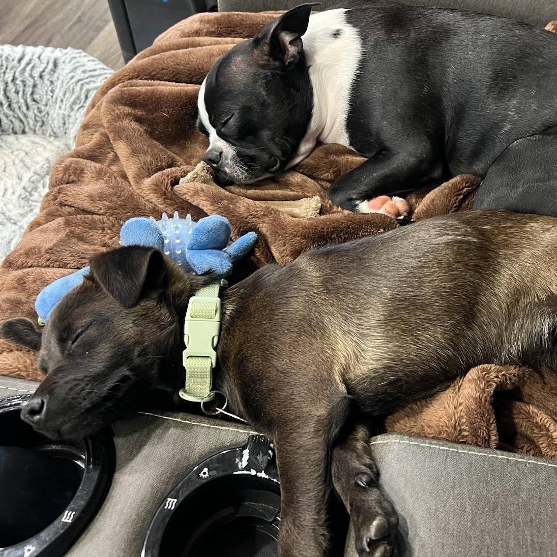 Enlarge Cocoa, a ADOPTABLE Mixed Breed in Marfa, TX image 5/6