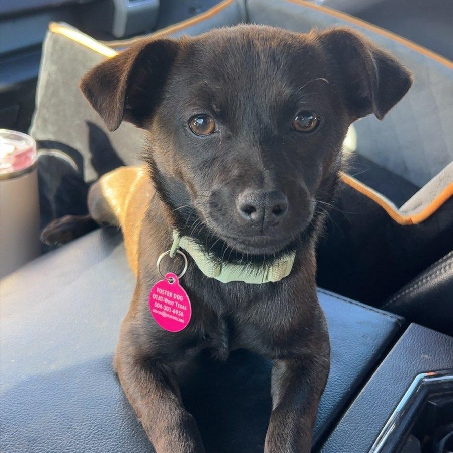 Cocoa, ADOPTABLE, Puppy Female Mixed Breed.