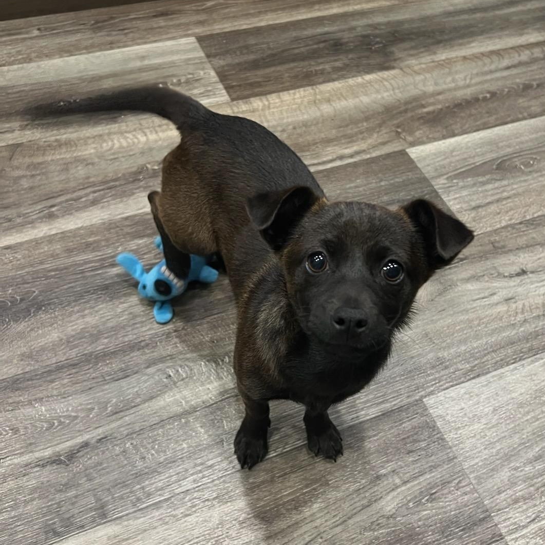 Enlarge Cocoa, a ADOPTABLE Mixed Breed in Marfa, TX image 2/6