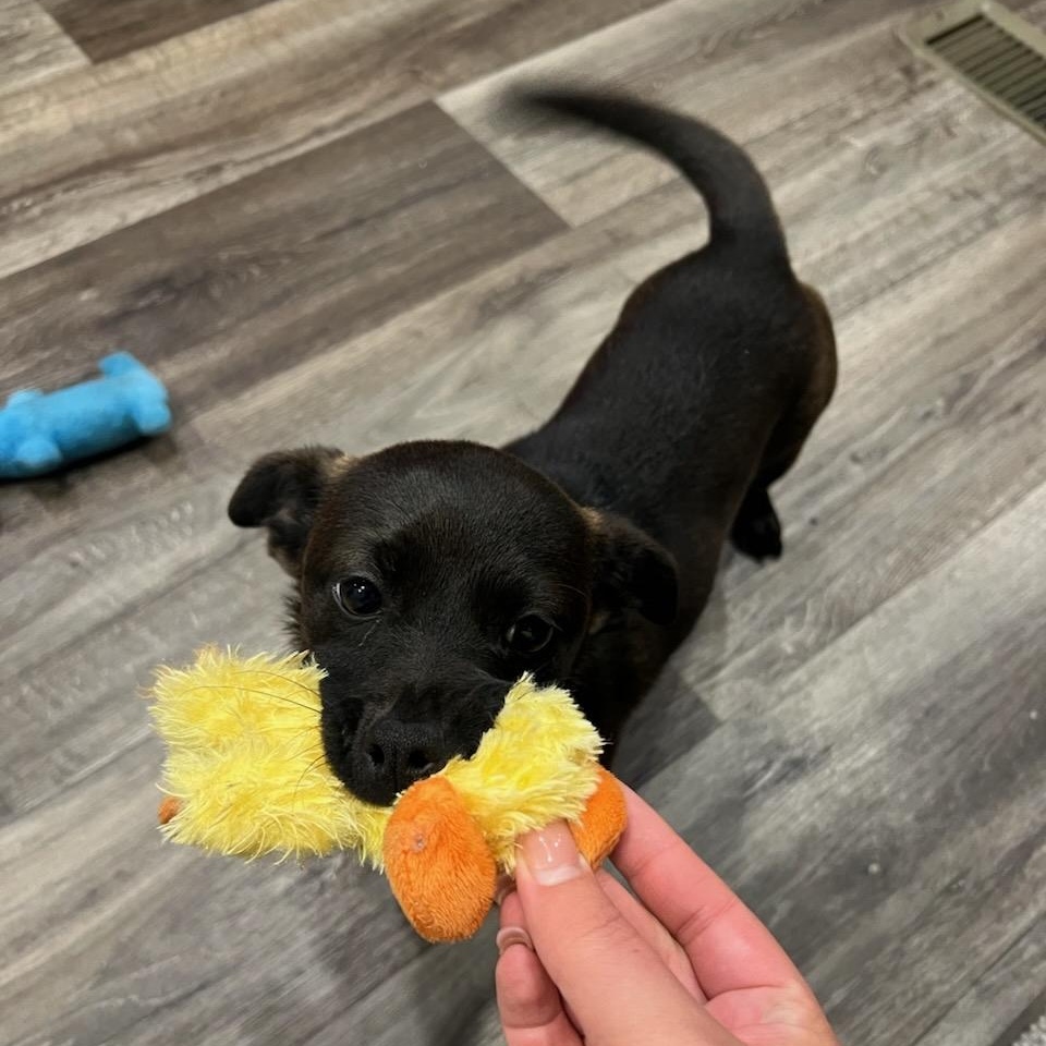 Enlarge Cocoa, a ADOPTABLE Mixed Breed in Marfa, TX image 4/6