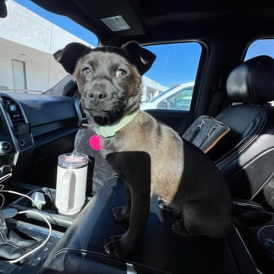 Enlarge Cocoa, a ADOPTABLE Mixed Breed in Marfa, TX image 6/6