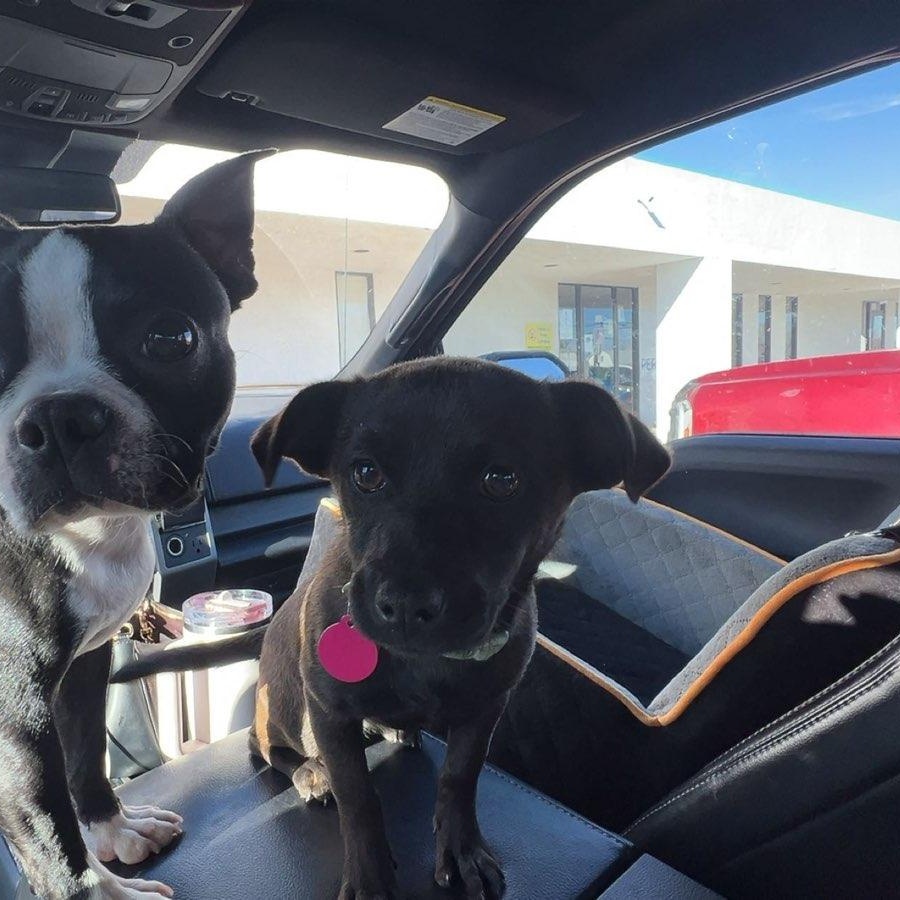 Enlarge Cocoa, a ADOPTABLE Mixed Breed in Marfa, TX image 3/6
