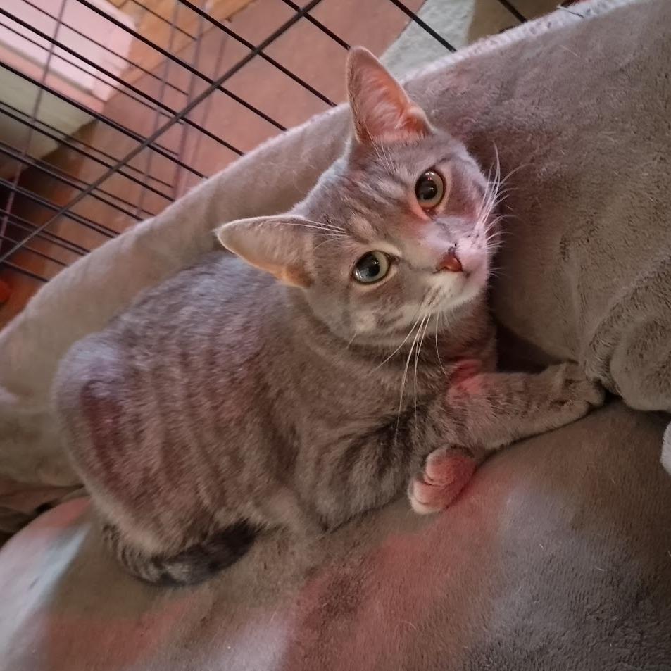 Enlarge Ramona, a Adoptable Domestic Short Hair in Durham, NC image 1/6