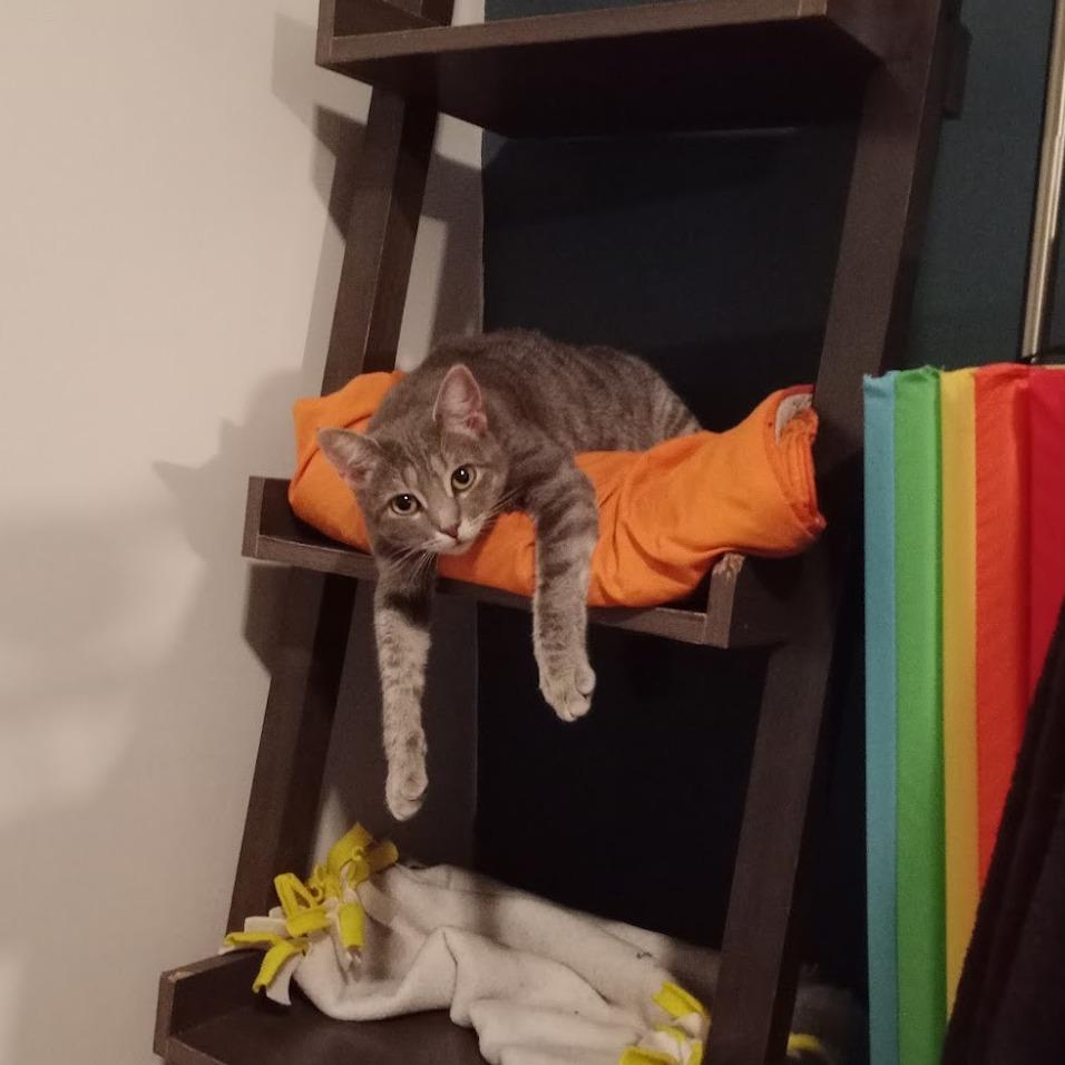 Enlarge Ramona, a Adoptable Domestic Short Hair in Durham, NC image 2/6