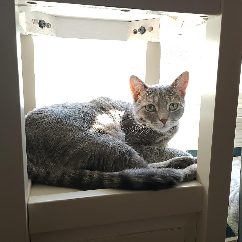 Enlarge Ramona, a Adoptable Domestic Short Hair in Durham, NC image 3/6
