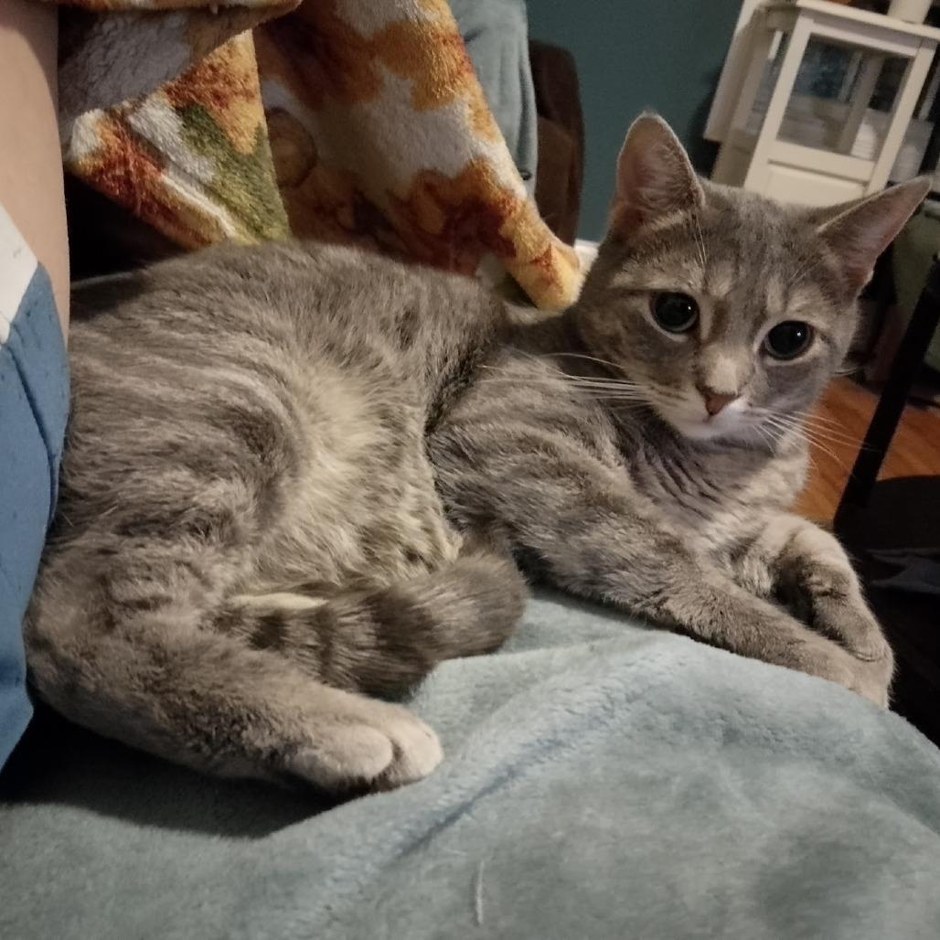 Enlarge Ramona, a Adoptable Domestic Short Hair in Durham, NC image 4/6