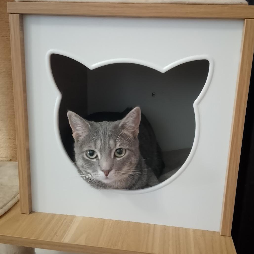 Enlarge Ramona, a Adoptable Domestic Short Hair in Durham, NC image 5/6