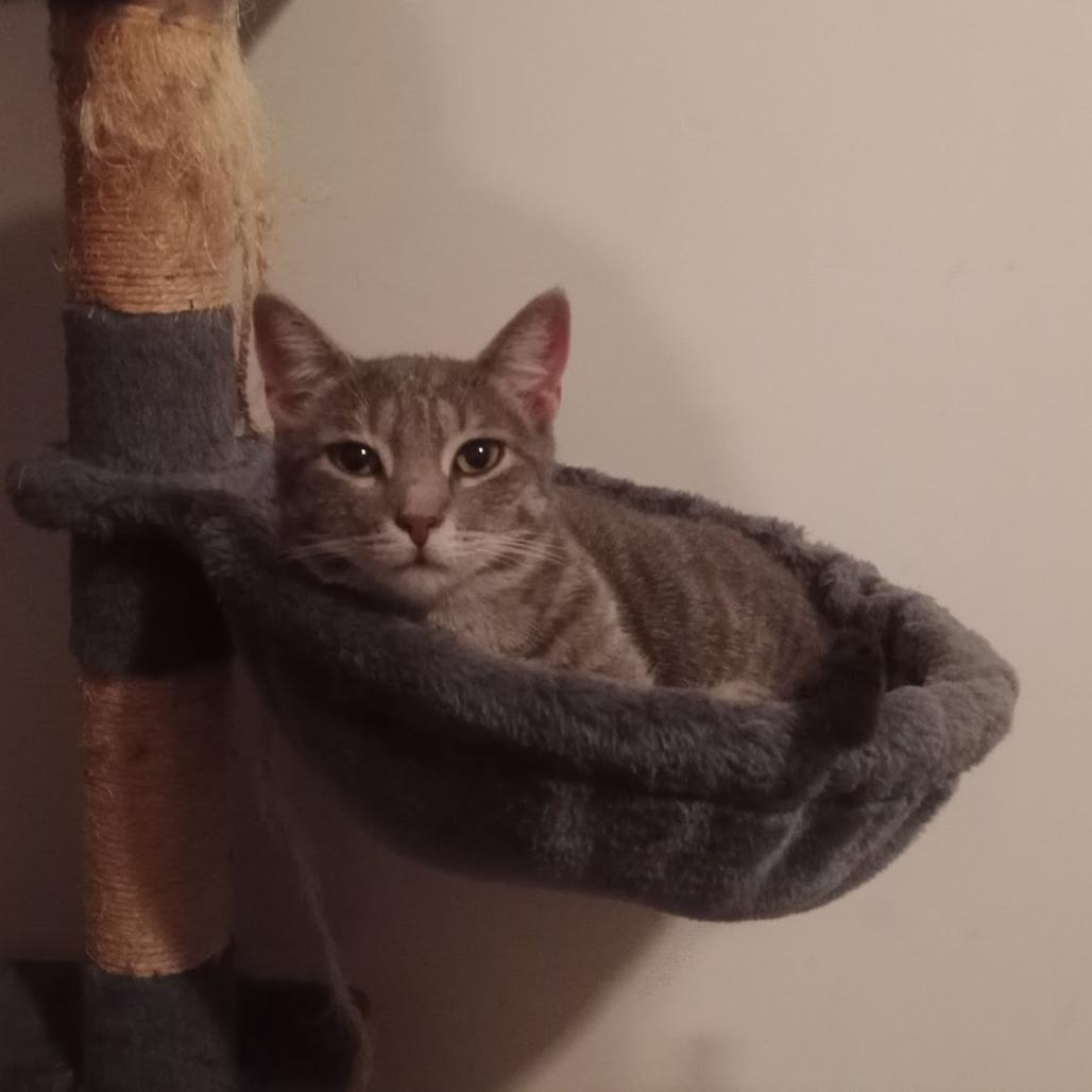 Enlarge Ramona, a Adoptable Domestic Short Hair in Durham, NC image 6/6