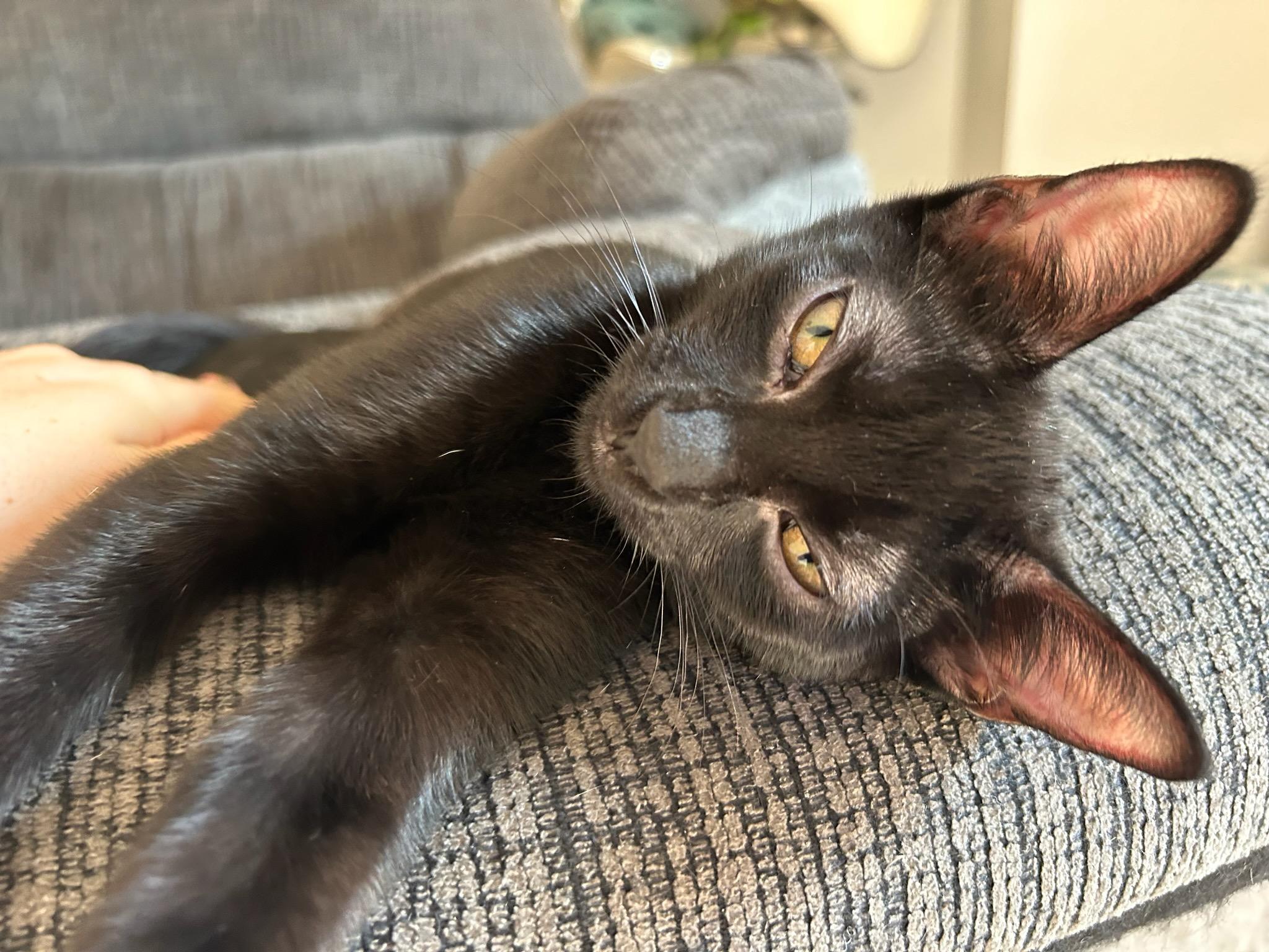 Enlarge Mena, a Adopted mixed breed in St Petersburg, FL image 1/6