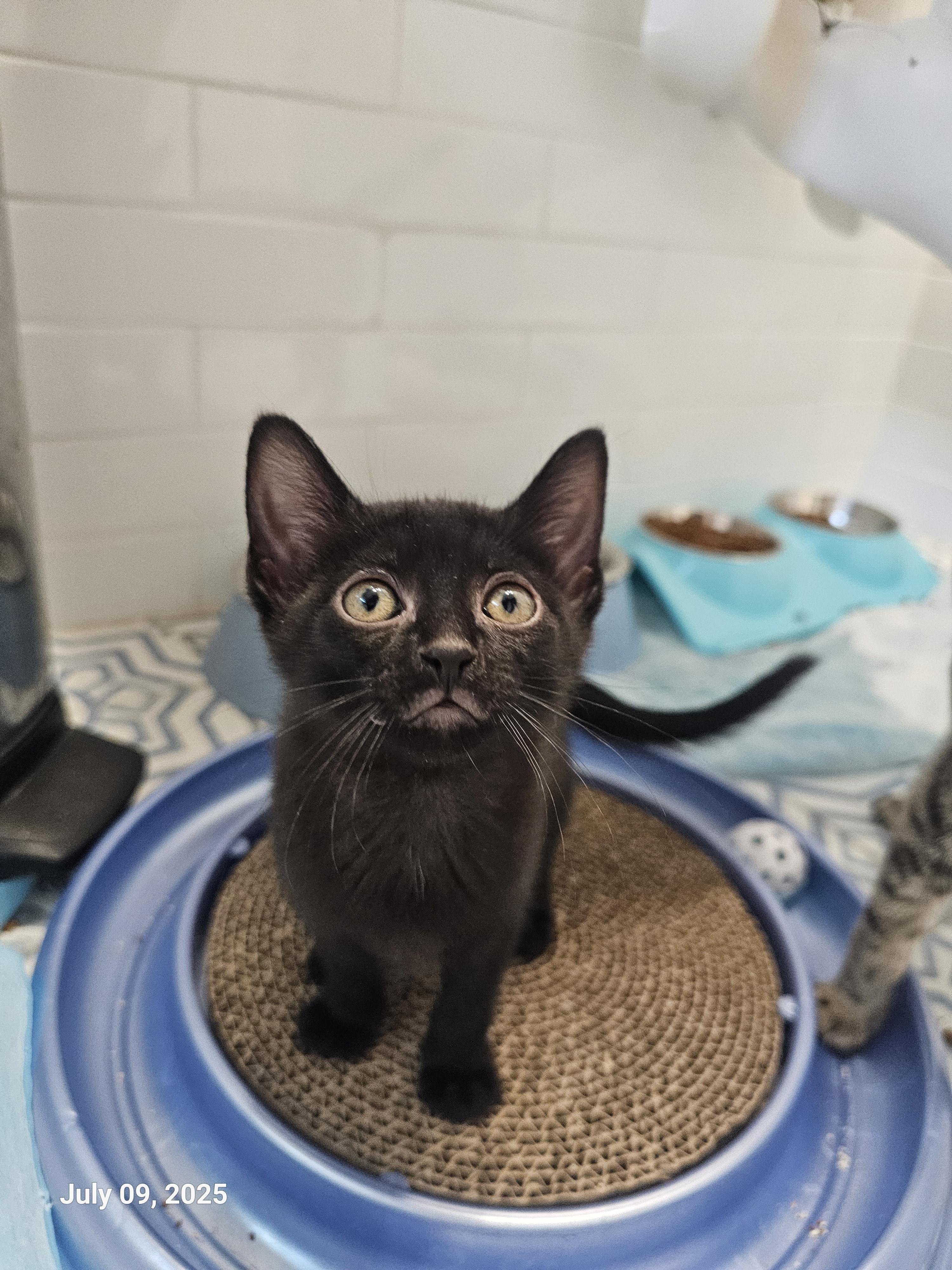 Enlarge Mena, a Adopted mixed breed in St Petersburg, FL image 5/6