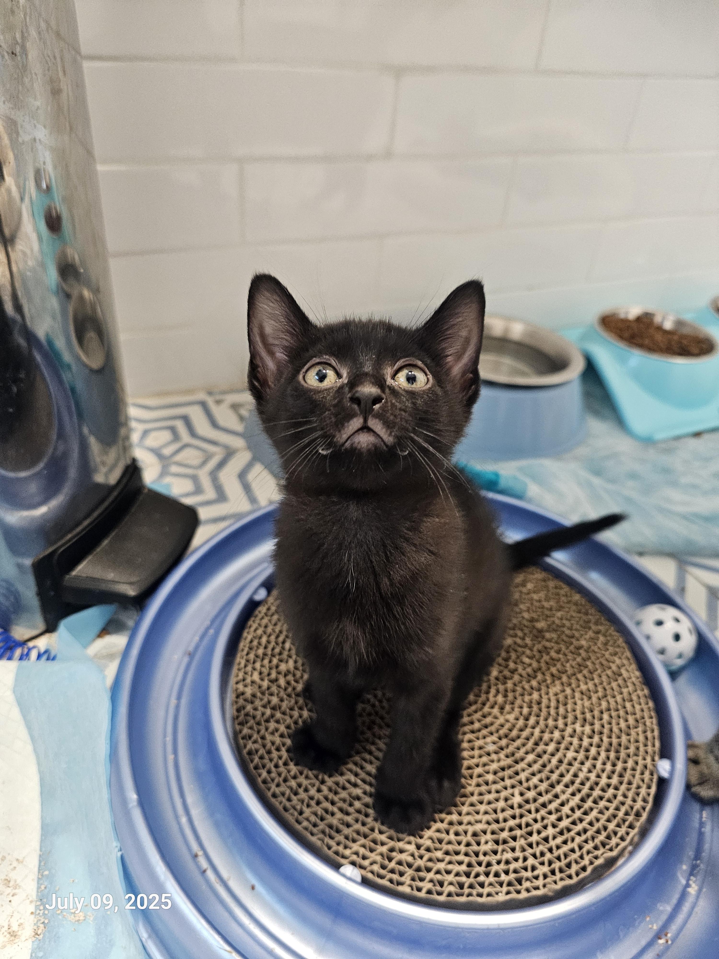 Enlarge Mena, a Adopted mixed breed in St Petersburg, FL image 6/6