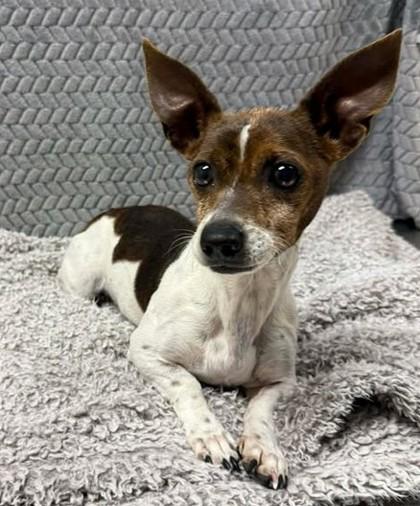 Dottie, Adoptable, Adult Female Terrier & Mixed Breed.