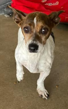 Enlarge Dottie, a Adoptable mixed breed in Lampasas, TX image 2/2
