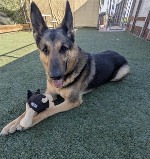 Enlarge KANE, a Adoptable German Shepherd Dog in Salinas, CA image 1/1